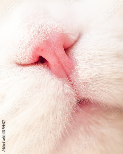 Pink nose of a white cat