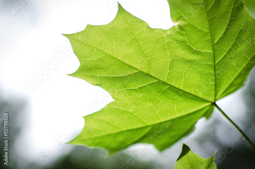 Bright green leaf of a maple close up