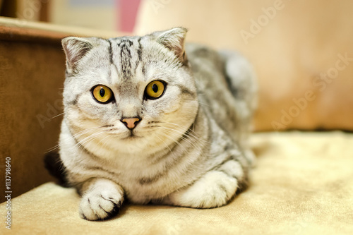 Fototapeta Naklejka Na Ścianę i Meble -  The cat of breed of Scottish fold looks directly