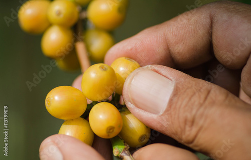 arabica coffee berries with agriculturist hand