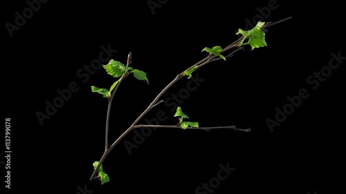 Time-lapse of blooming birch tree branch with opening leaves buds with alpha transparency channel , isolated with black and white luminance matte, perfect for film, digital composition
