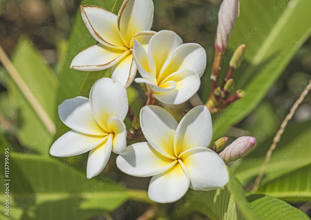 Closeup of white frangipani flowers Closeup of white frangipani flowers