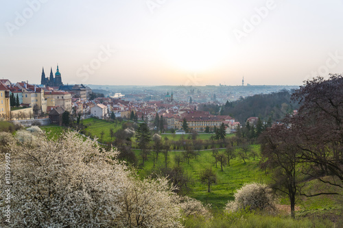 Panorama of Prague from Petrin hill with flowers in blossom, Prague, Czech Republic