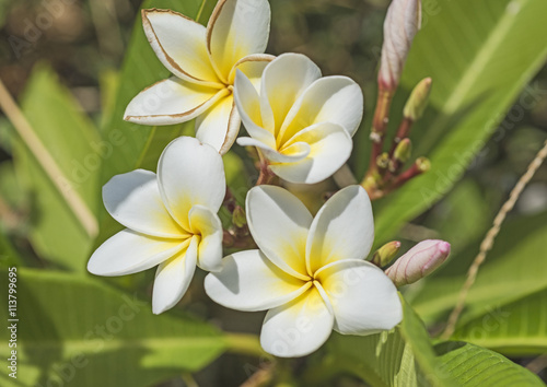 Closeup of white frangipani flowers © Paul Vinten