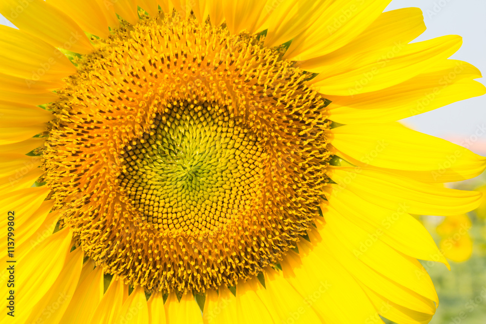 Obraz premium Closed up beautiful yellow sunflower field
