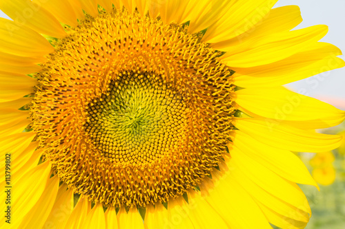 Closed up beautiful yellow sunflower field