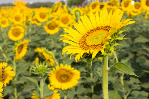 Beautiful yellow sunflower field