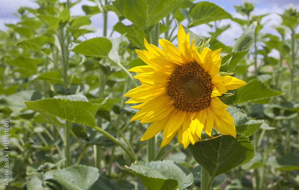 First open sunflower of season, Vegas Altas del Guadiana, Extremadura, Spain First open sunflower of season, Vegas Altas del Guadiana, Extremadura, Spain