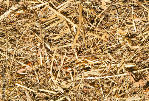 Texture hay close-up in color.