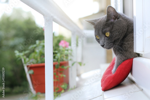 Quadro em tela resting after a meal/ the cat watching what is happening on the street, from the