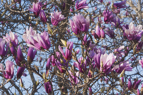 Girl hybrid magnolia Betty (Magnolia x hybrid Betty). Hybrid between Magnolia liliflora Nigra and Magnolia stellata Rosea