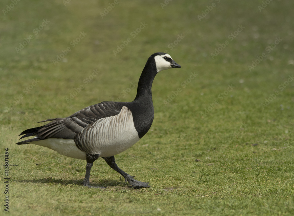 Barnacle goose Barnacle goose