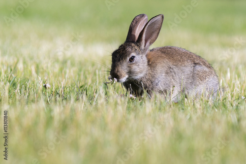 Hase sitzt im Gras