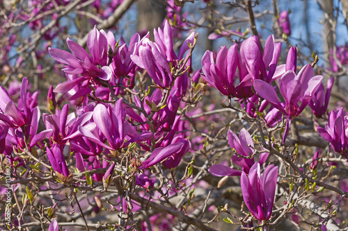 Girl hybrid magnolia Ann (Magnolia x hybrid Ann). Hybrid between Magnolia liliiflora and Magnolia stellata