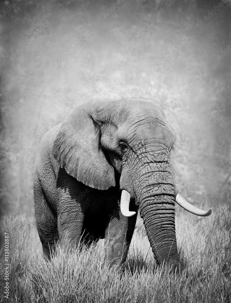 Large bull elephant in black and white