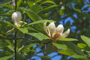 Keuken achterwand Magnolia Witte moerasmagnolia in volle bloei  © nickkurzenko