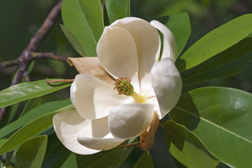 Keuken achterwand Magnolia Moerasmagnolia met romige bloem  © nickkurzenko