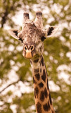 Close up of a wild giraffe