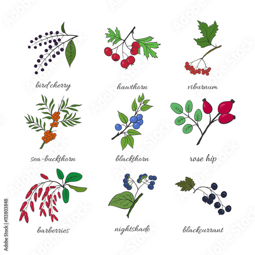 Medicinal berry collection. Bird cherry, blackthorn, viburnum, rose hip, viburnum, nightshade, barberries, blackcurrant, sea-buckthorn,