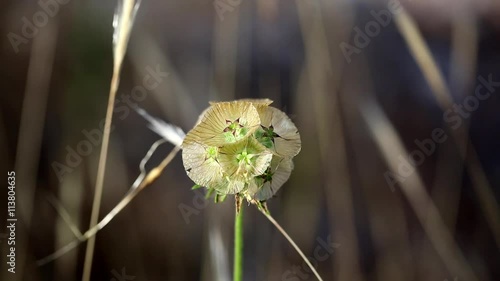 Lomelosia simplex wild plant in nature photo