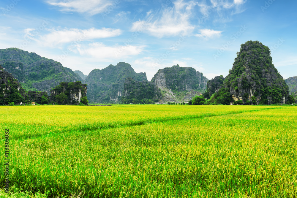 Beautiful view of bright green rice fields among karst mountains
