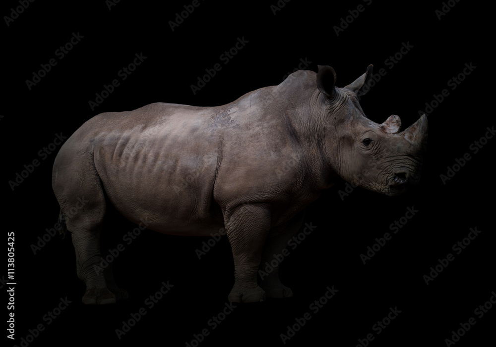 Naklejka premium white rhinoceros in dark background