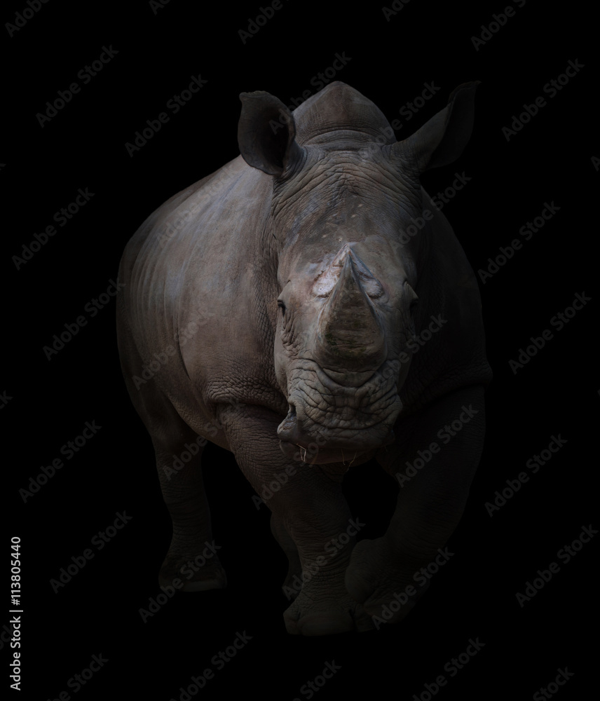 Naklejka premium białe nosorożce w ciemnym tle