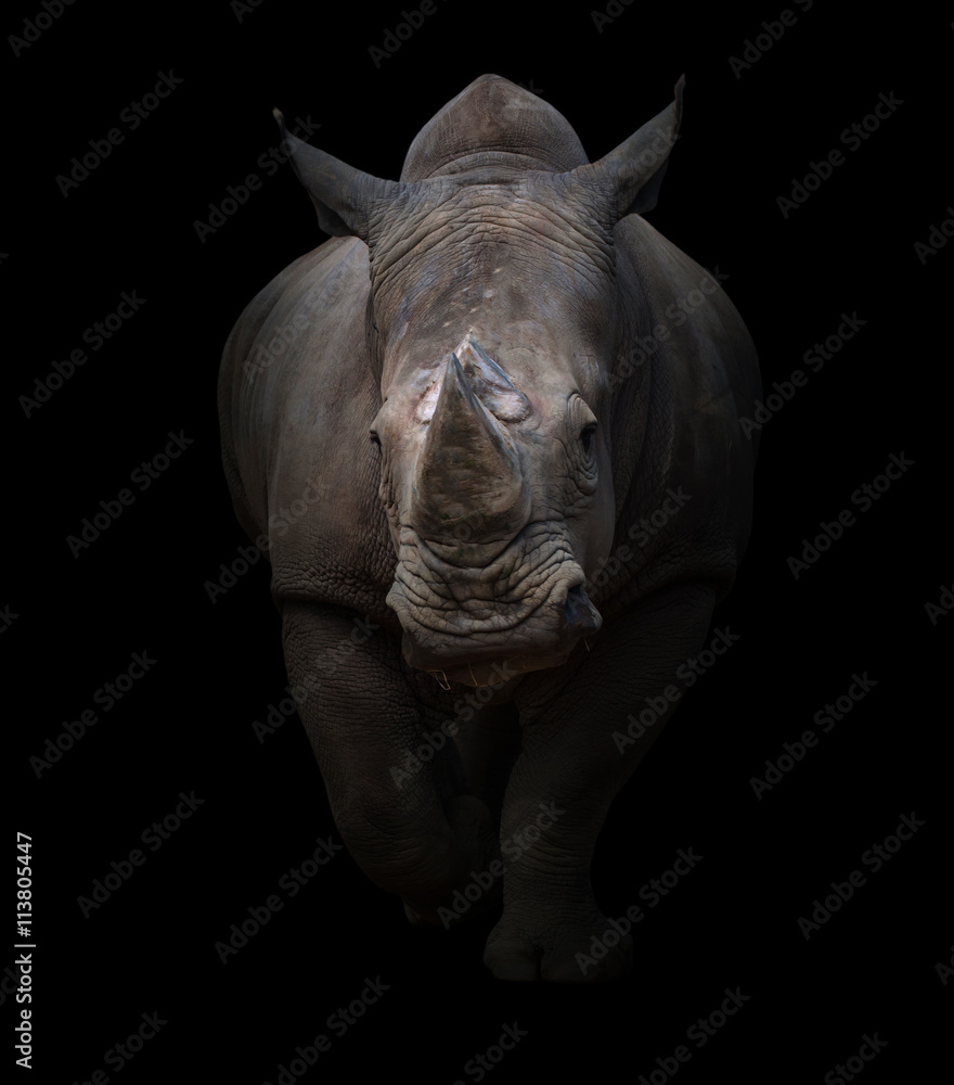 Naklejka premium białe nosorożce w ciemnym tle