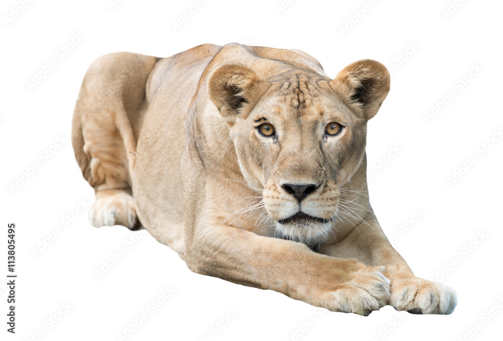 Naklejka premium female lion isolated