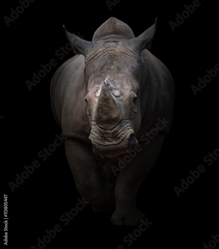 white rhinoceros in dark background