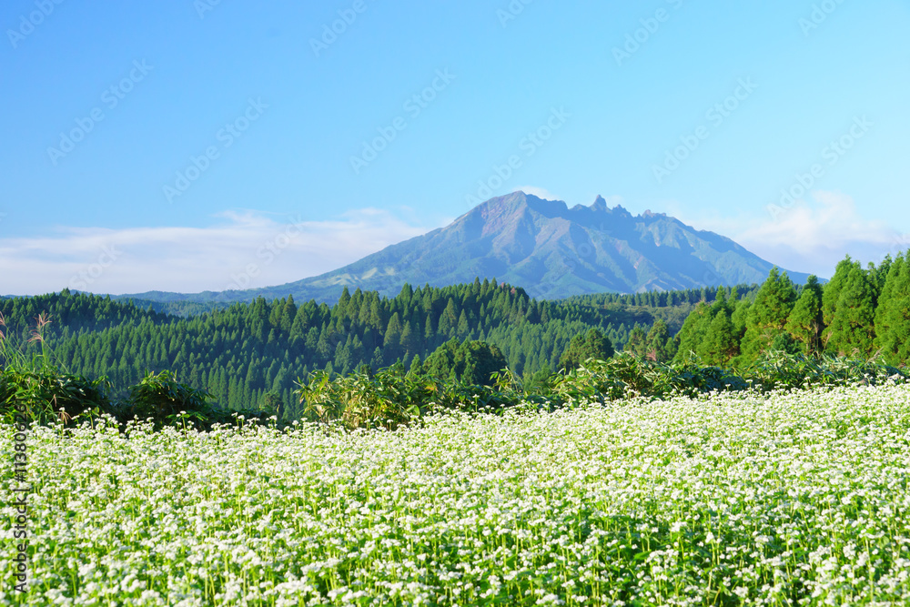 阿蘇根子岳とそばの花