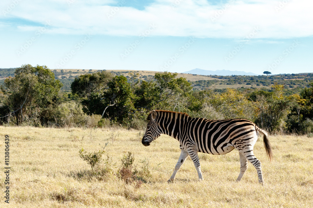 Obraz premium Samotna zebra