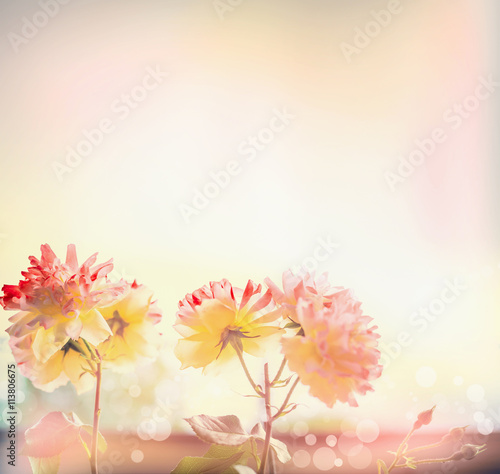 Pretty red yellow roses flowers in sunlight, outdoor nature background, floral border