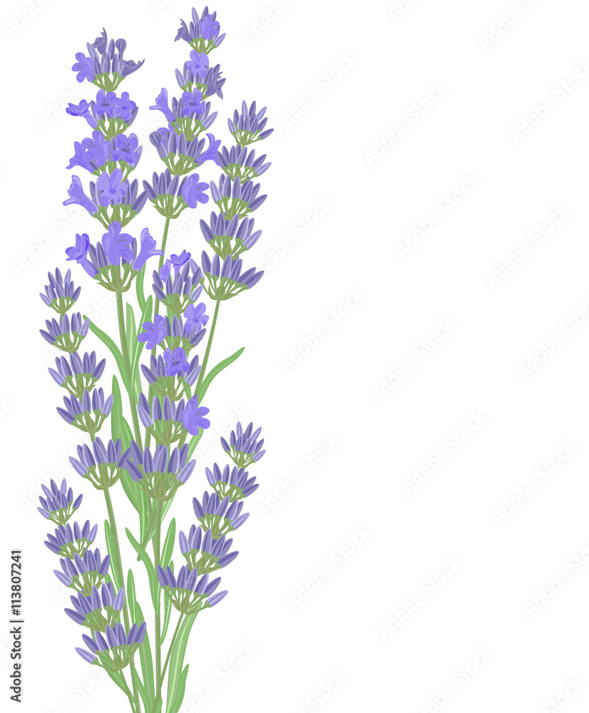 Obraz premium The background for the text label of the packaging the card with lavender flowers.