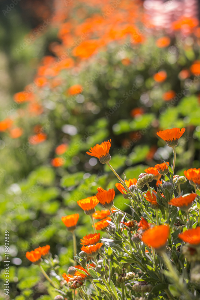 Obraz premium Margaritas en un jardín
