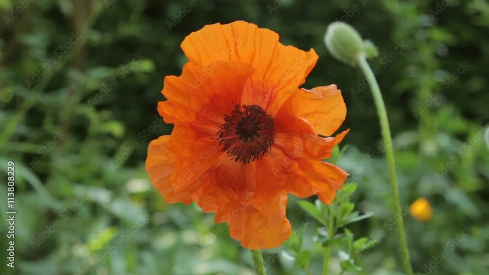 Orange Poppy Orange Poppy
