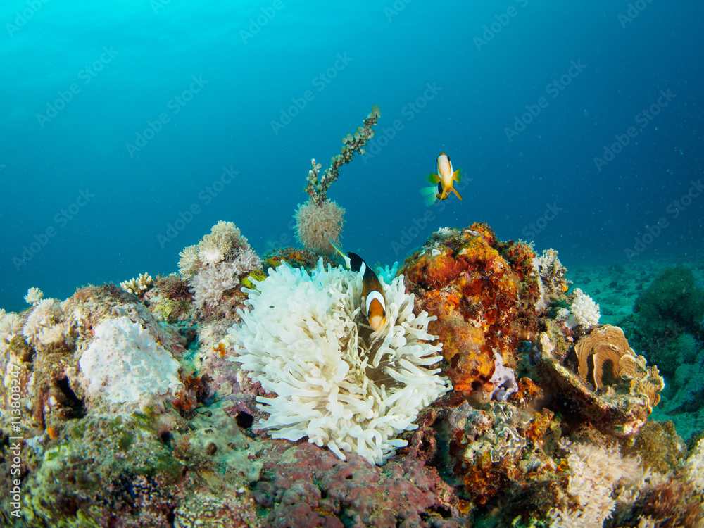 Clark's Anemonefish Clark's Anemonefish