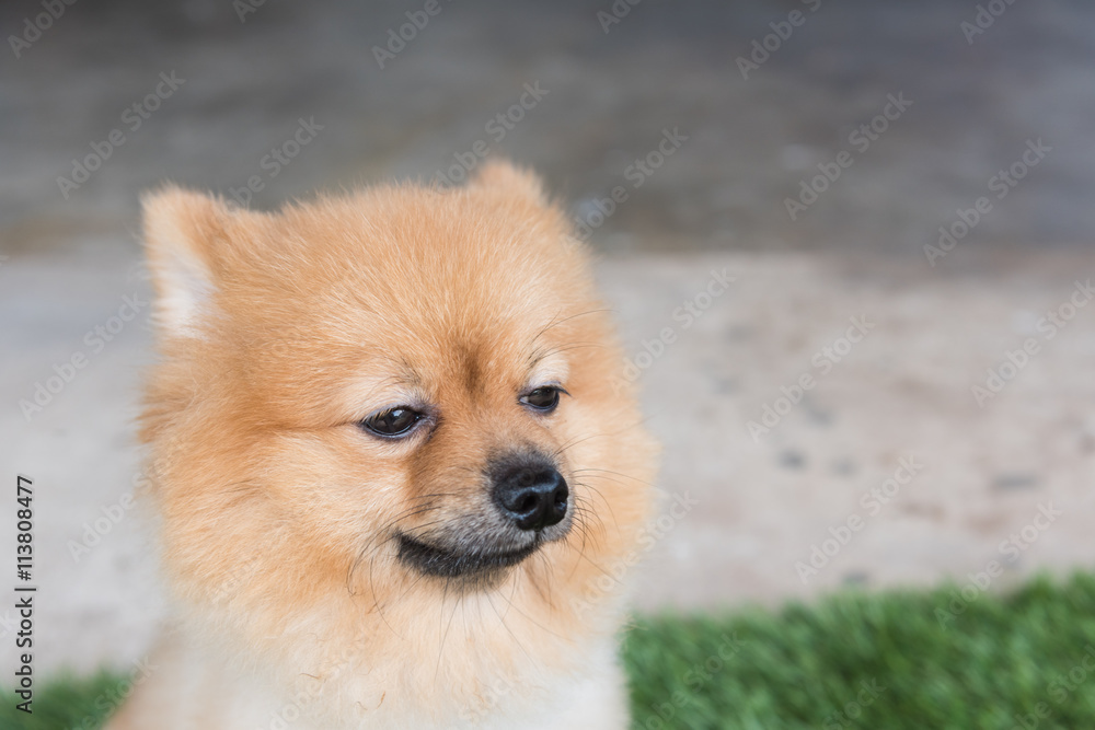 Pomeranian dog on green Pomeranian dog on green