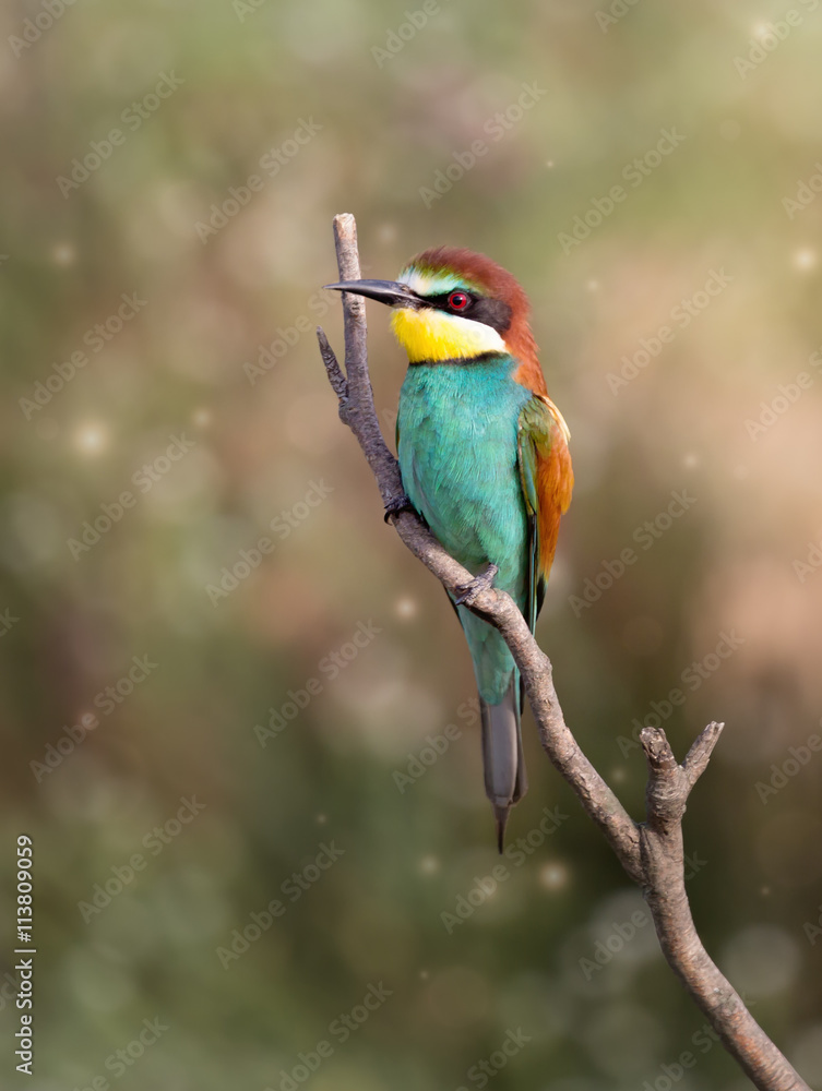 European bee-eater ( Merops Apiaster ) sitting on the branch European bee-eater ( Merops Apiaster ) sitting on the branch