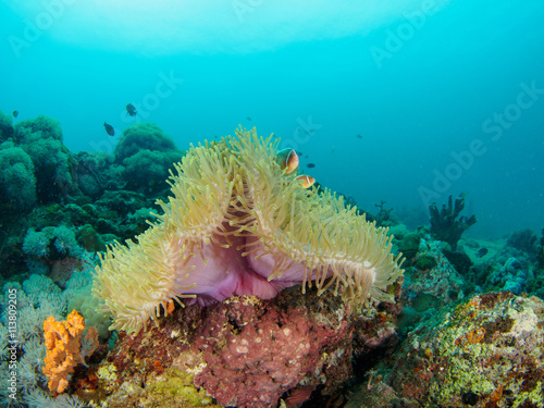 Magnificent Anemone with fish