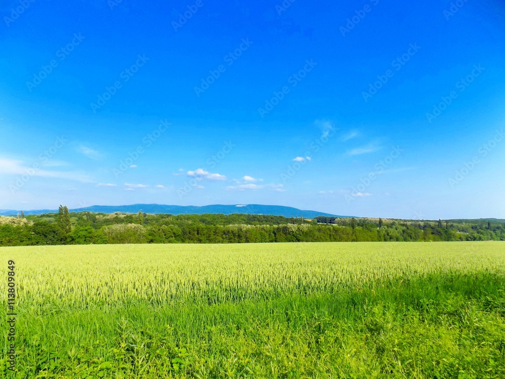 Obraz premium Barley field and forest in background during sunny day