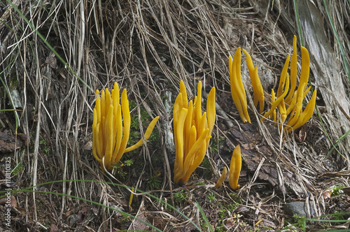 Fotografi Golden spindles mushroom (Clavulinopsis fusiformis)