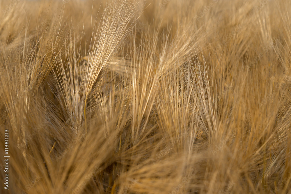 Fototapeta premium Ripe wheat