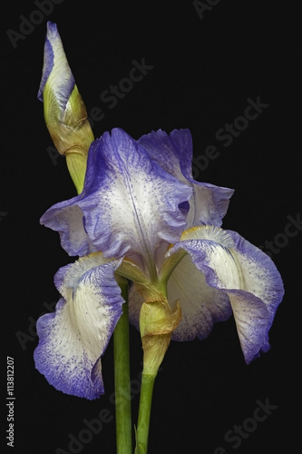 Fototapeta Naklejka Na Ścianę i Meble -  Hybrid German iris (Iris x germanica). Image of flower isolated on black background