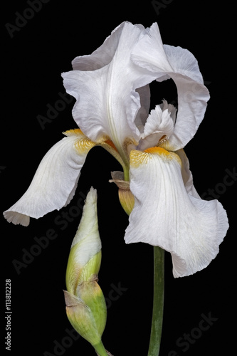 Hybrid German iris (Iris x germanica). Image of flower isolated on black background