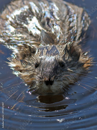 Bild auf Leinwand Muskrat portrait close up