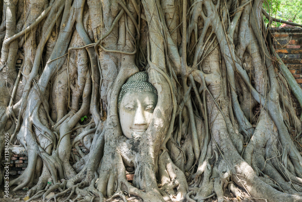 Head of Buddha statue in the tree covered by roots at Wat Mahath