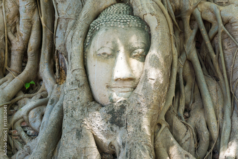 Head of Buddha statue in the tree covered by roots at Wat Mahath