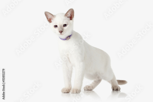 Kitten. Thai cat on white background