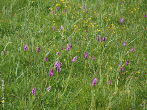 Southern Marsh Orchid (Dactylorhiza praetermissa) photo